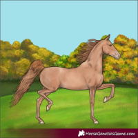 Horse Color:Gold Champagne