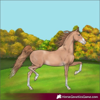 Horse Color:Gold Champagne Splash