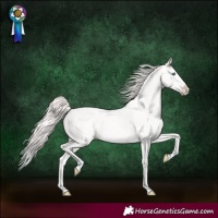 Horse Color:Perlino Splash