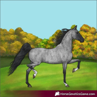 Horse Color:Blue Roan Tobiano