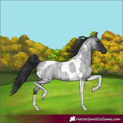 Horse Color:Blue Roan Tobiano 