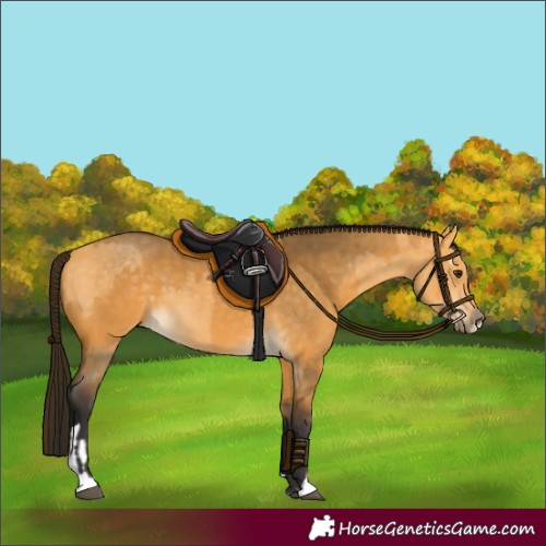 Horse Color:Buckskin Dun and Gray Buckskin Dun