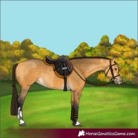 Horse Color:Buckskin Dun  and Gray Buckskin Dun 