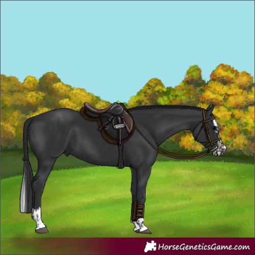 Horse Color:Black and Black Splash
