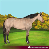 Horse Color:Bay Dun  and Bay Dun 