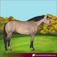 Horse Color:Bay Dun  and Bay Dun 