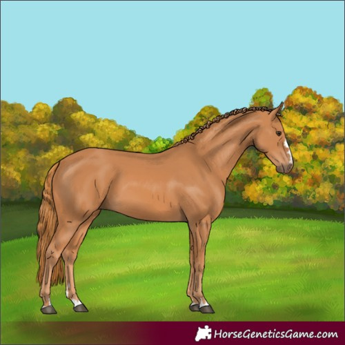 Horse Color:Chestnut 