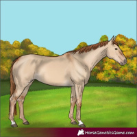 Horse Color:Red Dun 