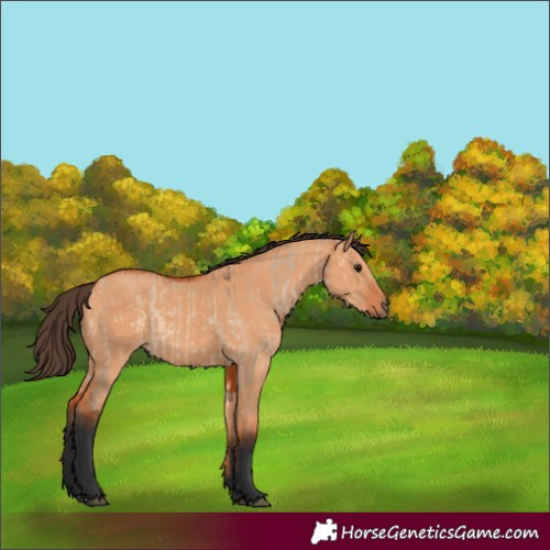 Horse Color:Bay Dun and Bay Dun