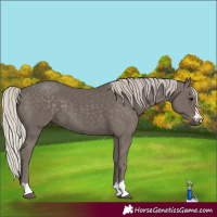 Horse Color:Silver Black