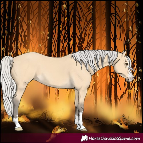 Horse Color:Silver Buckskin 