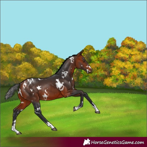 Horse Color:White Spotted Brown