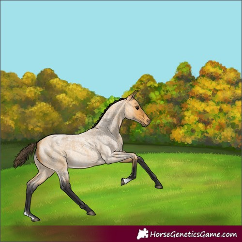 Horse Color:Buckskin Roan Rabicano 