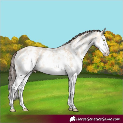 Horse Color:Amber Champagne Dun Sabino Splash 