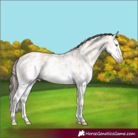 Horse Color:Amber Champagne Dun Sabino Splash 