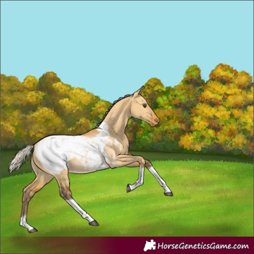 Horse Color:Silver Buckskin Dun Tobiano Snowcap Rabicano 