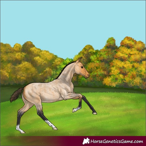 Horse Color:Buckskin Roan 