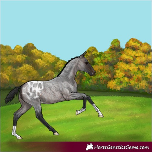 Horse Color:Brown Roan Blanket