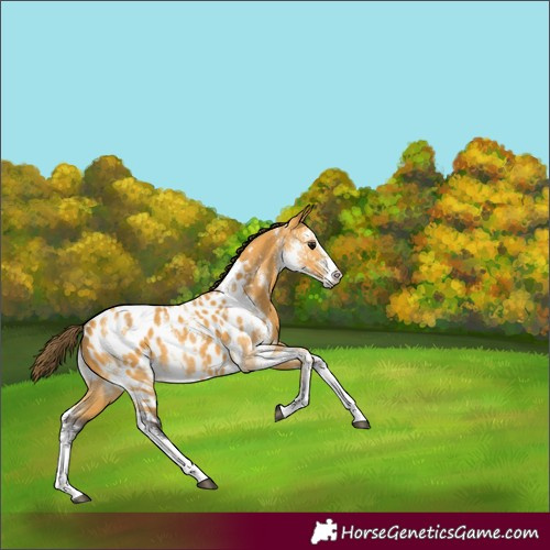 Horse Color:Buckskin Sabino Appaloosa 