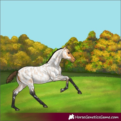 Horse Color:Buckskin Roan Appaloosa Rabicano 