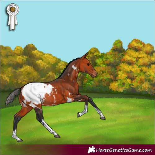Horse Color:White Spotted Bay Tobiano Appaloosa Rabicano 