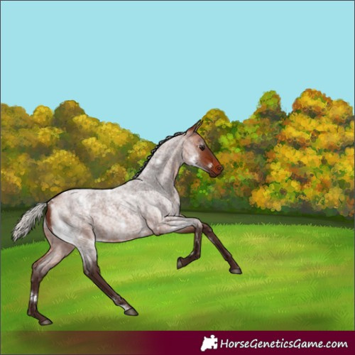 Horse Color:White Spotted Silver Bay Roan Rabicano