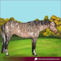 Horse Color:Silver Brown Dun Appaloosa  and Brown Dun 