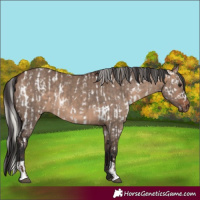 Horse Color:Silver Brown Dun Appaloosa  and Brown Dun 