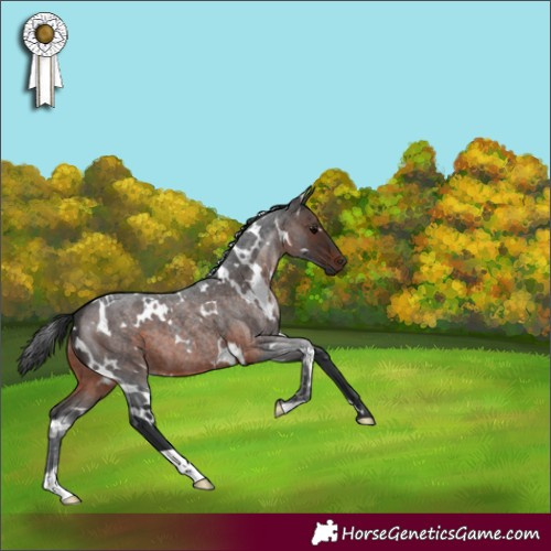 Horse Color:White Spotted Brown Roan 