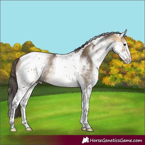 Horse Color:White Spotted Buckskin Dun Tobiano 