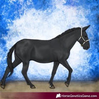 Horse Color:Black 