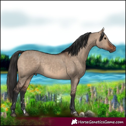 Horse Color:Brown Dun and Brown Dun