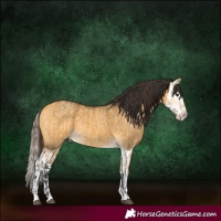 Horse Color:Buckskin Dun  and Buckskin Dun Splash 