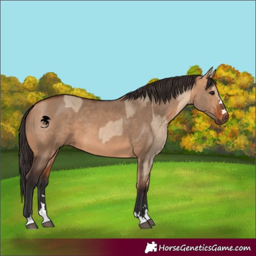 Horse Color:Bay Dun  and Bay Dun 