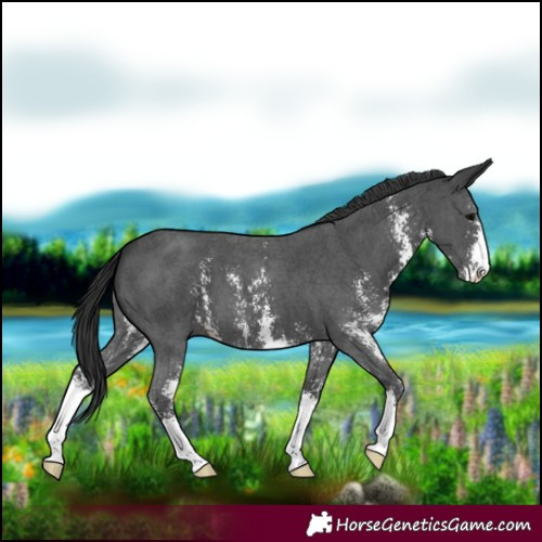 Horse Color:Black Sabino 