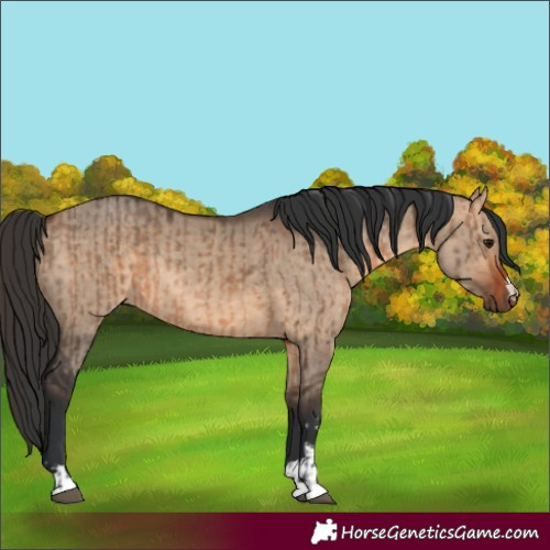 Horse Color:Brown Dun  and Brown Dun 