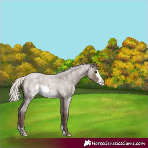 Horse Color:Silver Blue Roan Frame 