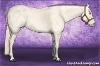 Horse Color:Perlino Roan Dun 
