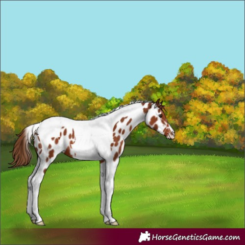 Horse Color:Chestnut Tobiano Appaloosa 