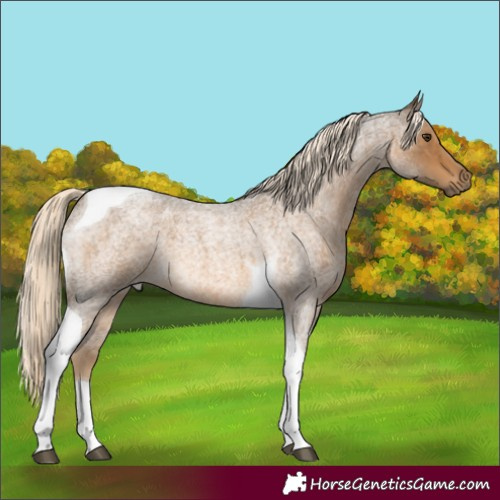 Horse Color:Chocolate Palomino Roan Tobiano 