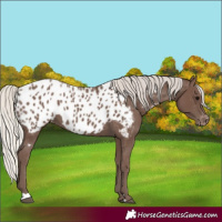 Horse Color:Silver Black Appaloosa 
