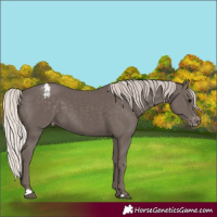 Horse Color:Silver Black Appaloosa 