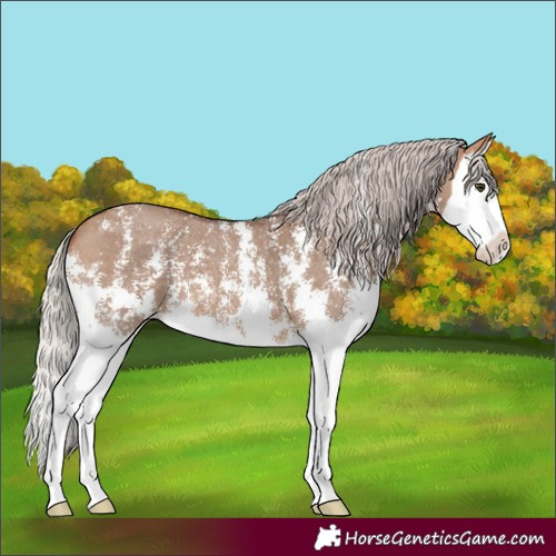 Horse Color:Silver Bay Dun Sabino Splash 