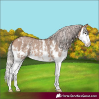 Horse Color:Silver Bay Dun Sabino Splash 
