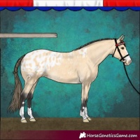 Horse Color:Buckskin Blanket