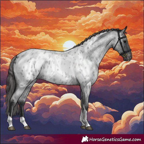 Horse Color:Blue Roan Tobiano Appaloosa 