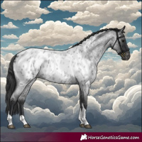 Horse Color:Blue Roan Tobiano Appaloosa