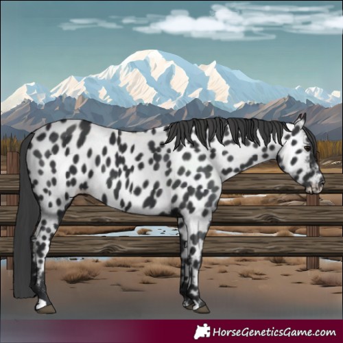 Horse Color:Black Appaloosa 