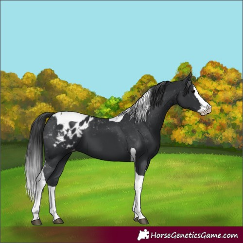 Horse Color:Black Splash Tobiano Appaloosa 