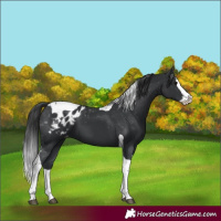 Horse Color:Black Splash Tobiano Appaloosa